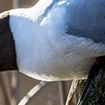 204A1692 Mouette rieuse
